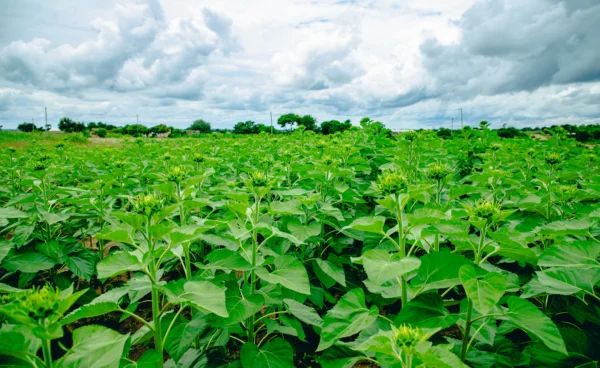 A sunflower field in full growth