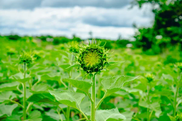 Close view of a sunflower before opening