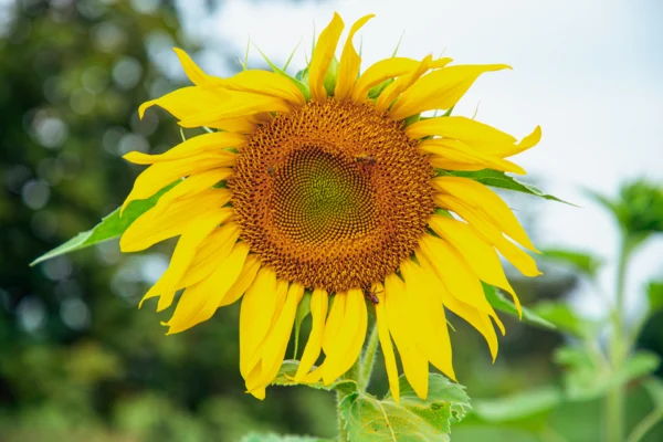 Close view of an open sunflower