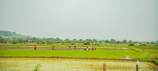 Workers across irrigated rice fields